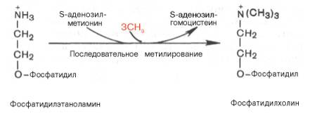 Метаболизм фосфолипидов